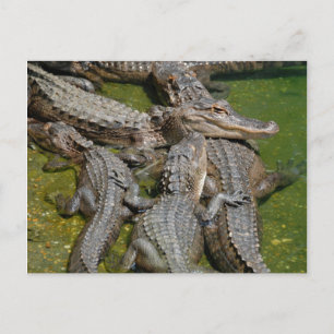 Carte Postale alligators américains
