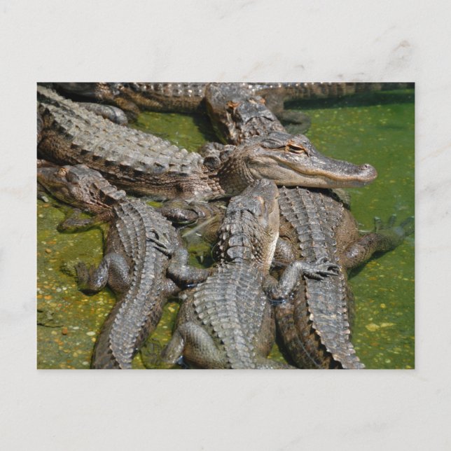 Carte Postale alligators américains (Devant)