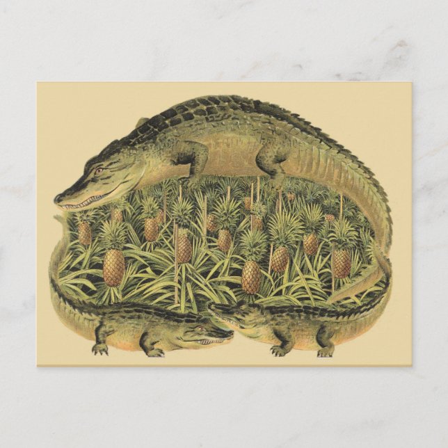 Carte Postale Alligators, ananas, (Devant)