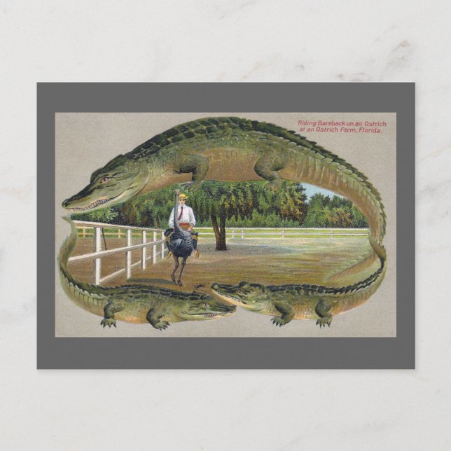 Carte Postale Alligators et ferme d'autruches en Floride (Devant)