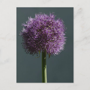 Carte Postale Allium