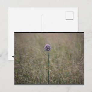 Carte Postale Allium, Allium Ampeloprasum, Poireau Sauvage