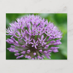 Carte Postale Allium giganteum