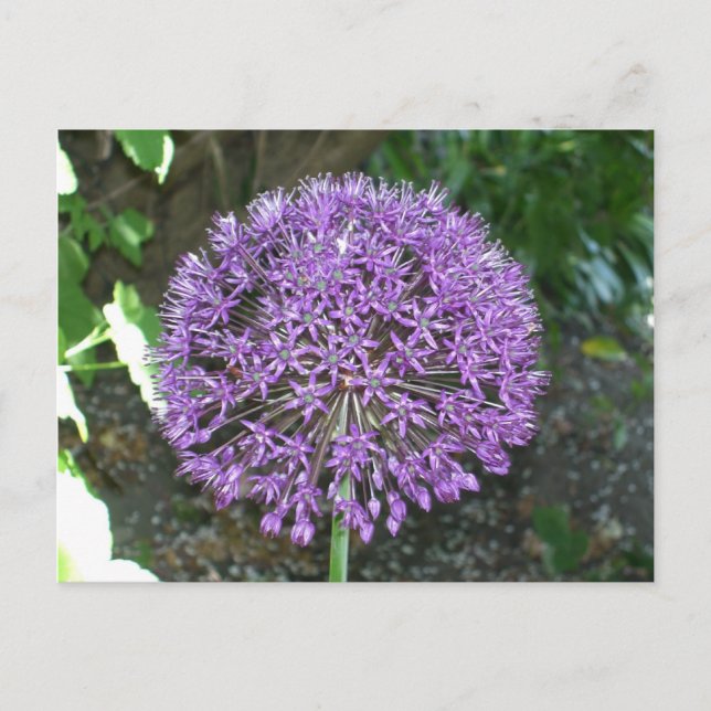 Carte Postale Allium pourpre (Devant)