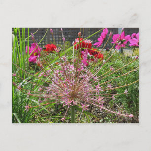 Carte postale Allium Schubertii