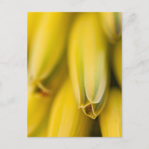 Carte Postale Aloe jaune-mellifère