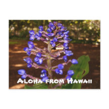 Aloha d'Hawaii