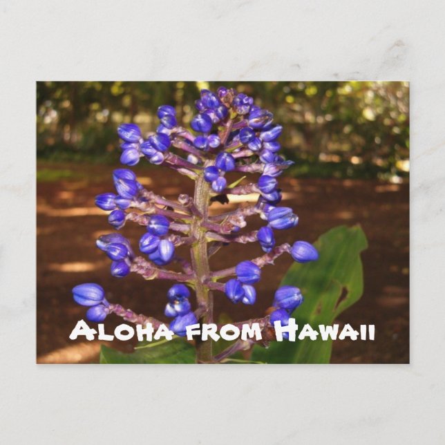 Carte Postale Aloha d'Hawaii (Devant)