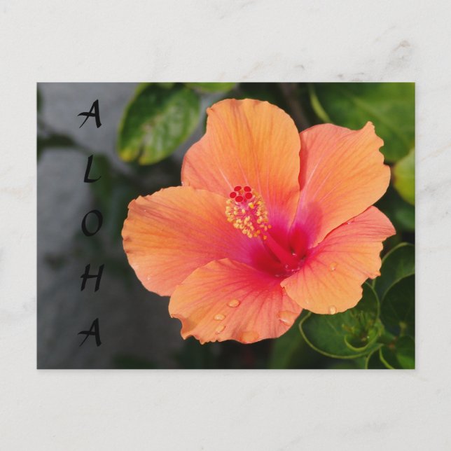 Carte postale ALOHA Hibiscus (Devant)