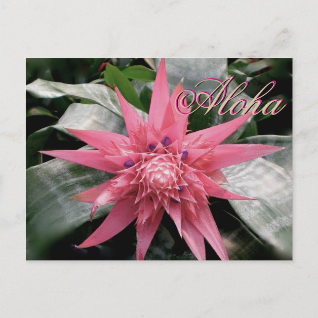 Carte Postale Aloha Salutations Tropical Bromeliad (Devant)