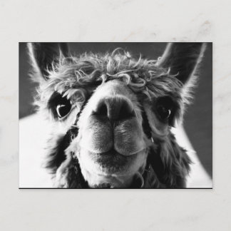 Carte Postale Alpaca