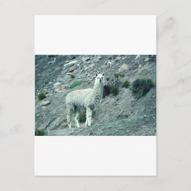 Carte Postale Alpaca (Devant)