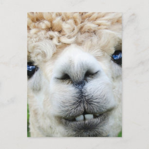 CARTE POSTALE ALPACA