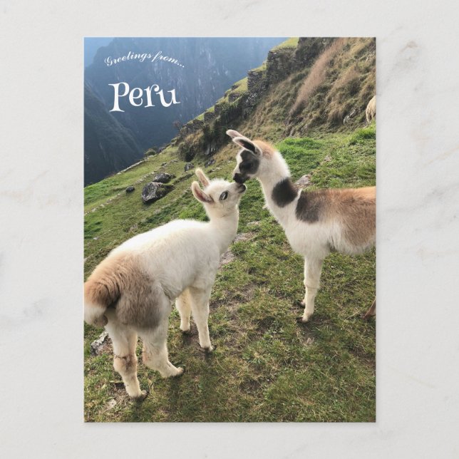 Carte Postale Alpaca au Pérou (Devant)