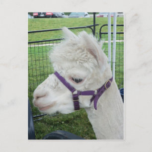 Carte Postale Alpaca blanc, 1