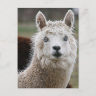Carte Postale Alpaca bleu