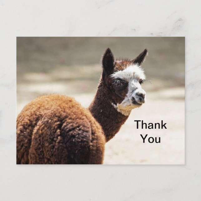 Carte Postale Alpaca Brown et blanc photo Merci animal (Devant)