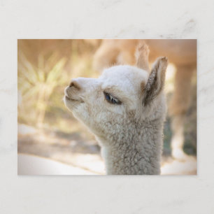 Carte postale Alpaca Celeste