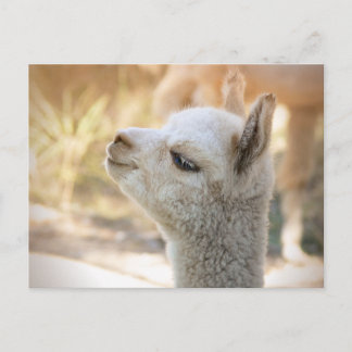Carte postale Alpaca Celeste