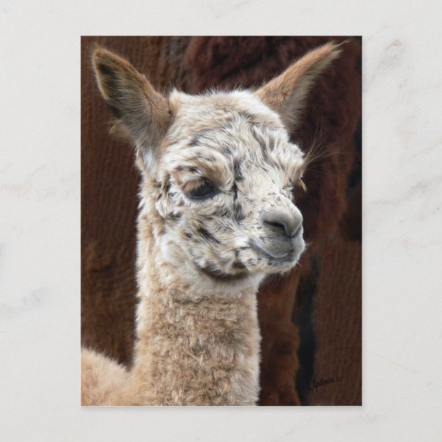 Carte postale Alpaca de plusieurs couleurs (Devant)