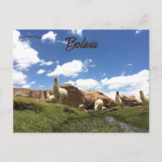Carte Postale Alpaca en Bolivie (Devant)