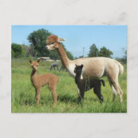 Alpaca Et Deux Criques