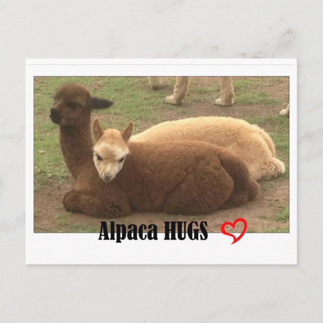 Carte postale Alpaca Hugs (Devant)