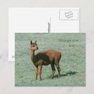 Carte postale - Alpaca - J'aurais aimé que vous so