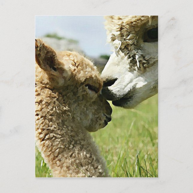 Carte Postale Alpaca Love (Devant)