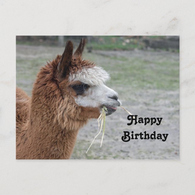 Carte Postale Alpaca mangeant du foin Photo d'anniversaire d'ani (Devant)