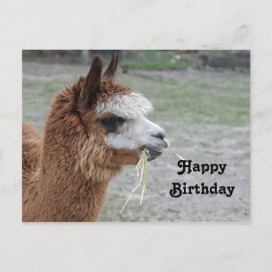 Carte Postale Alpaca Manger Hay Animal Photo Anniversaire