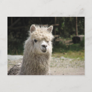 Carte Postale Alpaca, Parque Llaviucu, Equateur
