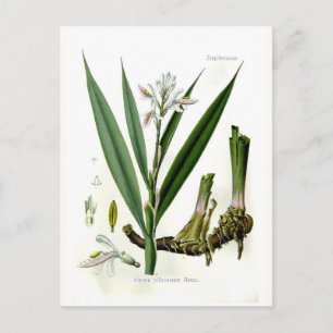 Carte Postale Alpinia officinarum (Galangal)
