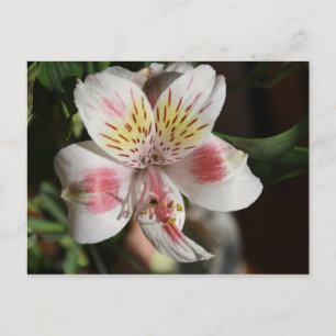 Carte postale Alstroemeria blanche/rose