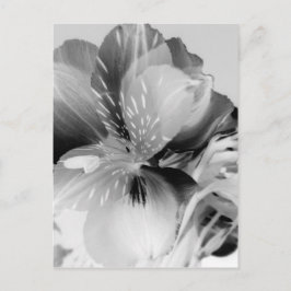 Carte Postale Alstroemeria Fleur Lily péruvienne en noir et blan