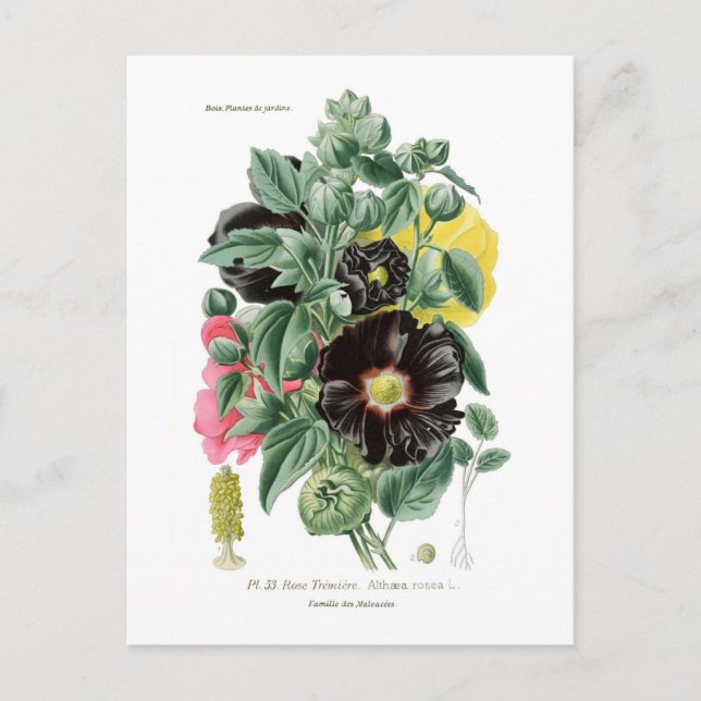 Carte Postale Althaea rosea (Hollyhock) (Devant)