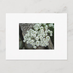 Carte Postale Alyssum doux