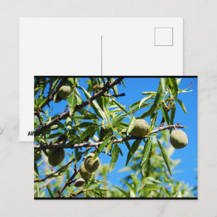 Carte Postale Amandes dans le ciel bleu