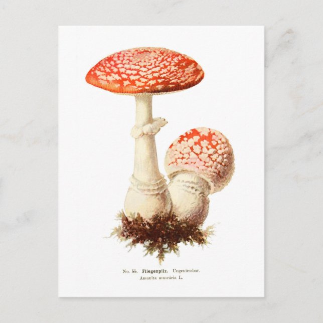 Carte Postale Amanita muscaria (Devant)