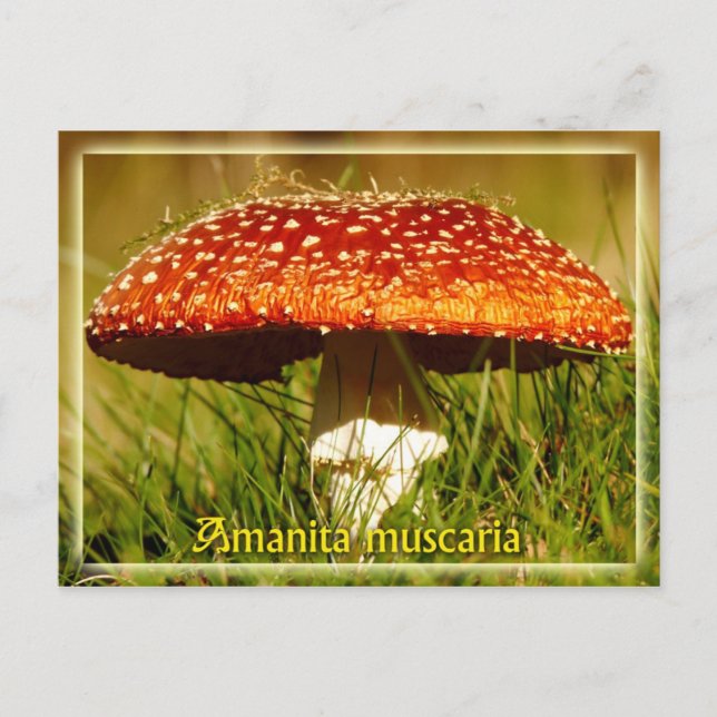 Carte Postale Amanita muscaria (Devant)