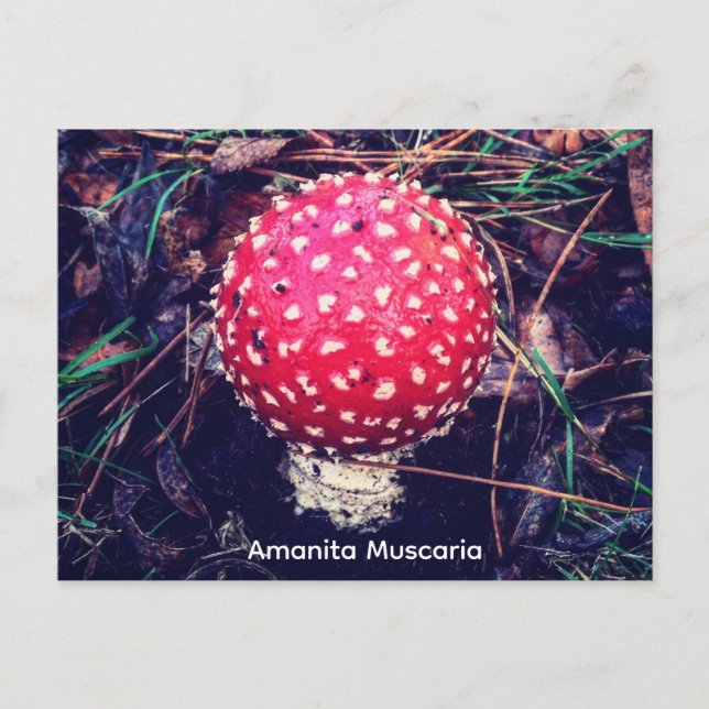 Carte Postale Amanita Muscaria (Devant)