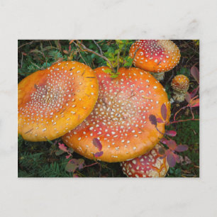 Carte Postale Amanites tue-mouches au lac Mowich