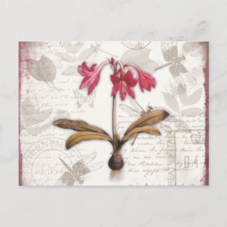 Carte Postale Amaryllis Belladonna