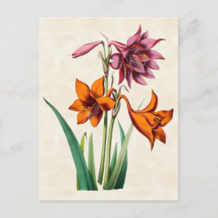 Carte Postale Amaryllis Botanique Vintage