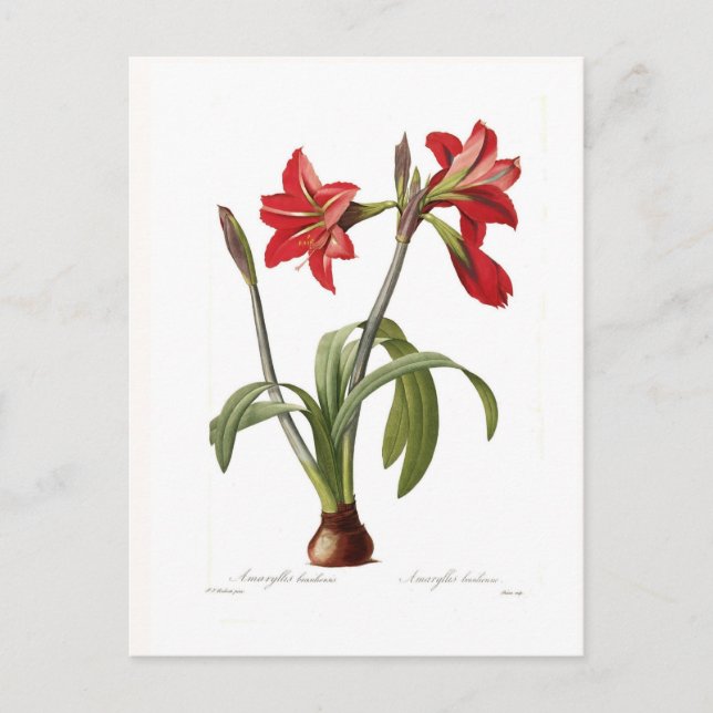 Carte Postale Amaryllis brasiliensis (Devant)