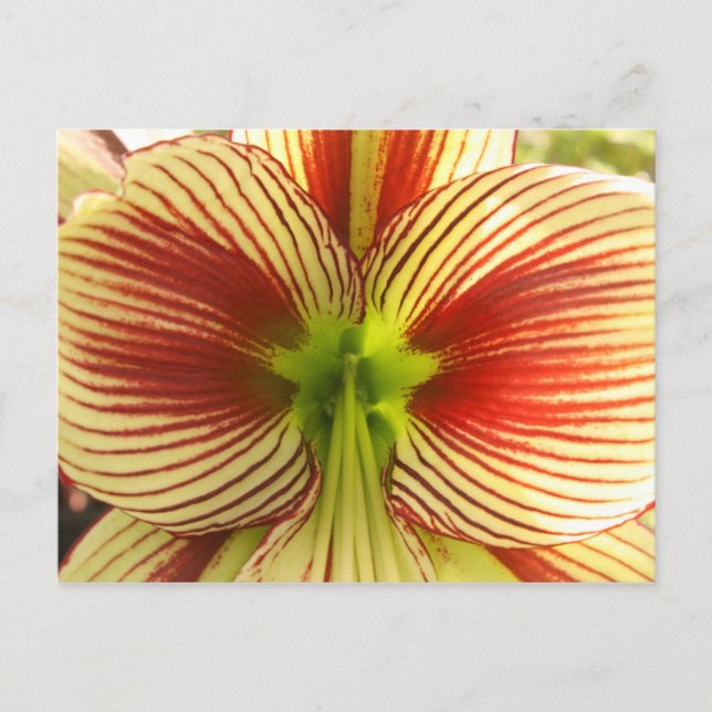 Carte Postale Amaryllis de papillon (Devant)
