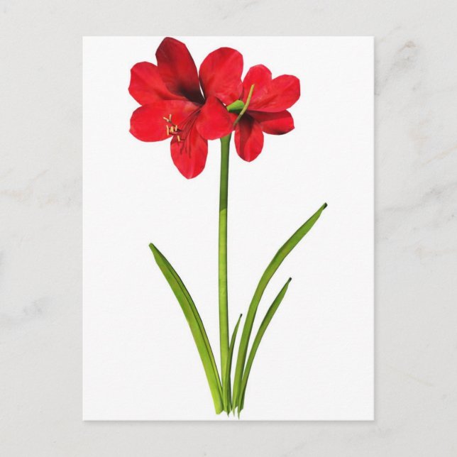 Carte Postale Amaryllis en rouge (Devant)