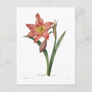 Carte Postale Amaryllis equestris