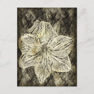 Carte Postale Amaryllis Old Time Sketch