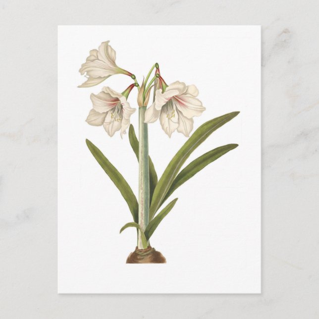 Carte Postale Amaryllis picta (Devant)